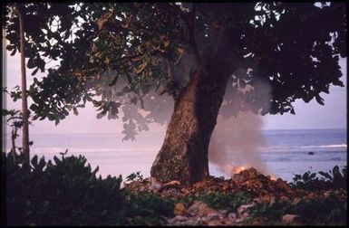 Tree, ocean and fire