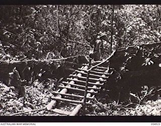 BULLDOG-WAU ROAD, NEW GUINEA, 1943-07-14. NATIVE BUILT STAIRS OVER A HUGE LOG AT THE 24 MILE POINT ON THE SURVEYED ROUTE