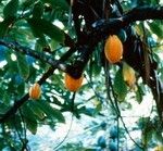 Cacao on a Tree