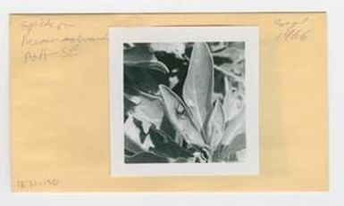 [Spider in Hawaii, envelope IE31-150]