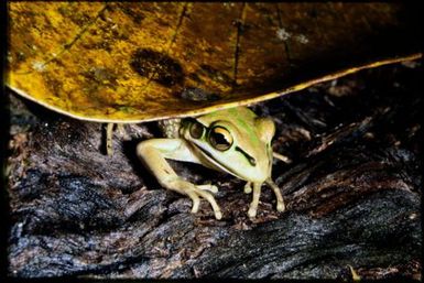 Ranoidea aurea