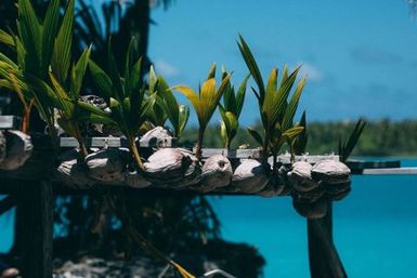 Sprouting coconuts, Atafu, Tokelau