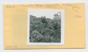 [Scaevola in Hawaii, envelope IE25-112]