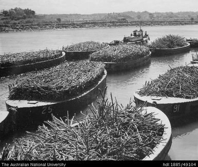 Cane barges on Rewa River