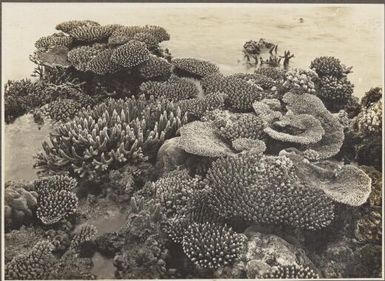 Coral formations, Shore Reef, Mailu Island, [Papua New Guinea, 2]