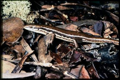 Skink sp.