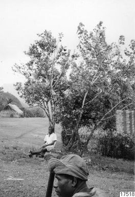 house, tree, village, hen, man, photograph, ph
