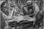 Pig festival, uprooting cordyline ritual, Tsembaga: shredded pitpit on banana leaves, to be mixed with pig blood and cooked for ritual meal