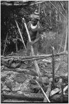 Pig festival, uprooting cordyline ritual, Tsembaga: marsupial and pandanus fruit in banana leaf packet over a fire