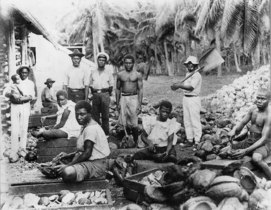 Solomon Island labourers at work on a copra plantation, Western Samoa