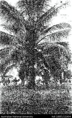 Baubauguina Plantation – Coconut tree, age 4 years 9 months