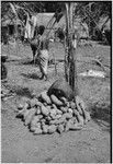 Mortuary ceremony: yams, slab of pork, and sugarcane, for death exchange