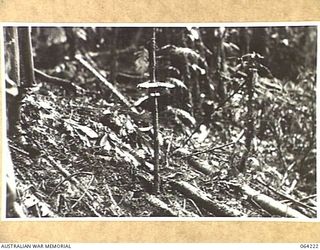 SHAGGY RIDGE, NEW GUINEA. 1944-01-22. THE GRAVE OF QX17635 PRIVATE M.L. ROBINSON OF "A" COMPANY, 2/12TH INFANTRY BATTALION WHO WAS KILLED WHILE ATTACKING THE JAPANESE MOUNTAIN GUN ON MOUNT PROTHERO