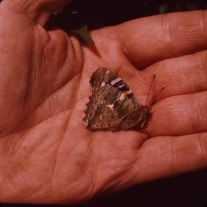 [Vanessa tameamea close-up from Hawaii, United States]