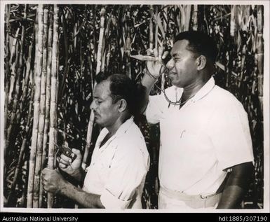 Inspecting cane varieties