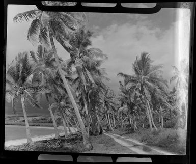 Coconut palms on Saweni Beach, Fiji