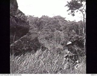 LALOKI VALLEY, NEW GUINEA. 1943-11-05. A MEMBER OF THE NEW GUINEA FORCE TRAINING SCHOOL (JUNGLE WING) MOVING THROUGH KUNAI GRASS