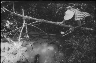 Looking for anopheline mosquito larvae (5) : Nissan Island, Papua New Guinea, 1960 / Terence and Margaret Spencer