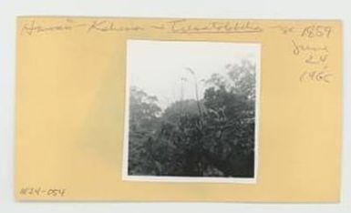 [Trematolobelia in Hawaii, envelope IE24-054]