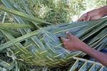 Basketry