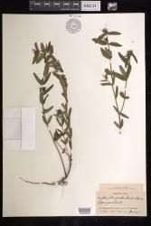 Euphorbia gaudichaudii