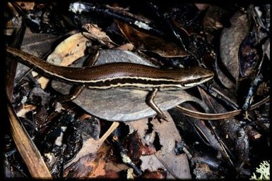 Skink sp.