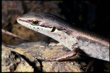 Lioscincus vivae