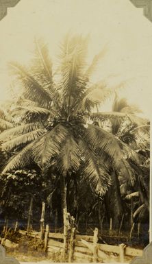 Coconut tree, Tonga, 1928