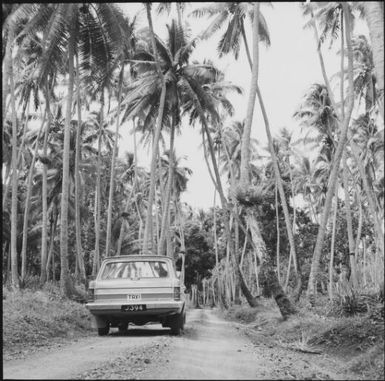 Palm trees along the sides of a dirt road, Taveuni, Fiji, 1966 / Michael Terry