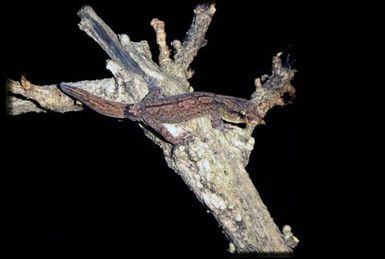 Gecko sp.