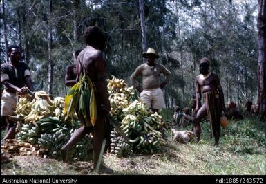 Banana harvest