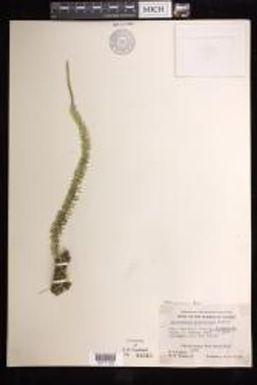 Phlegmariurus tauri