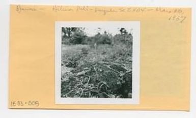[Luzula in Hawaii, envelope IE33-005]