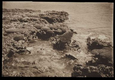 [Rocky shore with exposed coral]