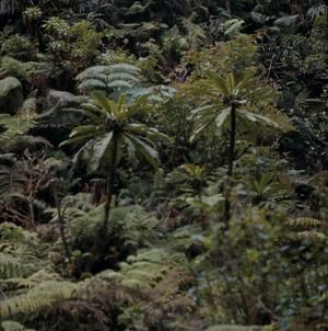 [Cyanea aculeatiflora from Waikamoi Preserve, United States]