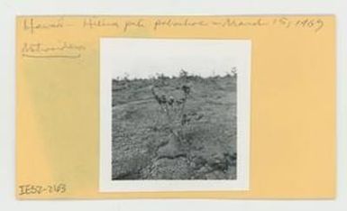 [Metrosideros in Hawaii, envelope IE32-263]