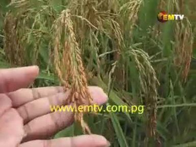 Locals Producing Sepik Organic Rice