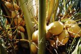 French Polynesia, coconuts growing on Tahiti Island