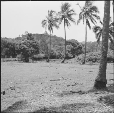 Deers in a park of Dumbéa, New Caledonia, 1969 / Michael Terry