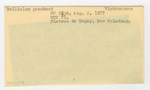 [Belliolum pancheri in New Caledonia, envelope IE41-179]