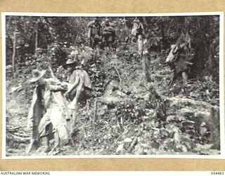 NEW GUINEA, 1943-07-20. JUNGLE TRACK BETWEEN SKINDEWAI AND BARARA STAGING CAMPS