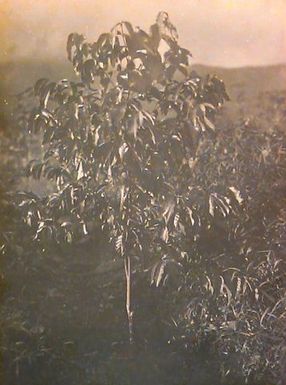 Cocoa Tree