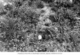 Vegetation growth on Enjebi Island, summer 1964