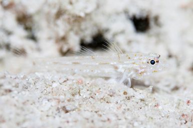 Currently an unidentified species of goby by the photographer and scientists during the 2017 South West Pacific Expedition.