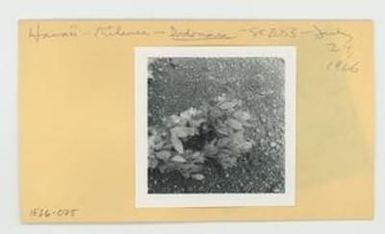 [Dodonaea in Hawaii, envelope IE26-075]
