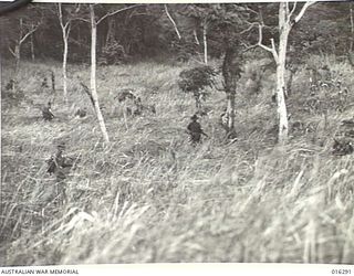 NEW GUINEA. 20 DECEMBER 1943. AUSTRALIAN INFANTRY OF 29TH/46TH BATTALION PICK THEIR WAY THROUGH KUNAI GRASS IN THEIR ADVANCE AGAINST ENEMY STRONGPOSTS IN THE GUSIKA AREA