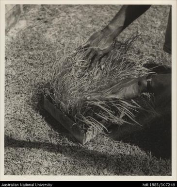 Raising seedlings