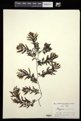 Sargassum polycystum