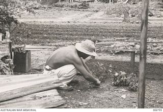 A Japanese prisoner held at the RAN War Criminal Compound at an RAN shore base is kneeling down planting seedlings in the vegetable garden at the compound. Work on this RAN base commenced in August ..