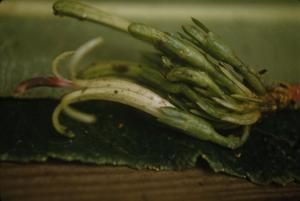 [Cyanea tritomentha close-up from Kulani Correctional Facility, United States]